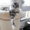 Et si votre chat cachait un véritable héros ?