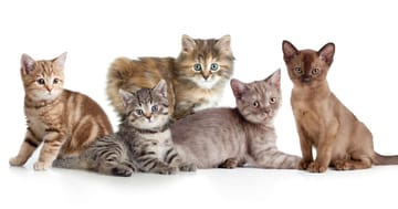 Bengal Mix Katzen Kaufen Charakter Haltung Fellpflege