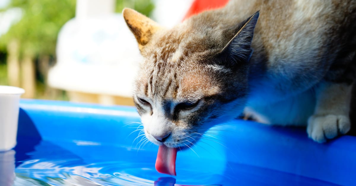 Katze Trinkt Viel Mögliche Ursachen Für Den Großen Durst