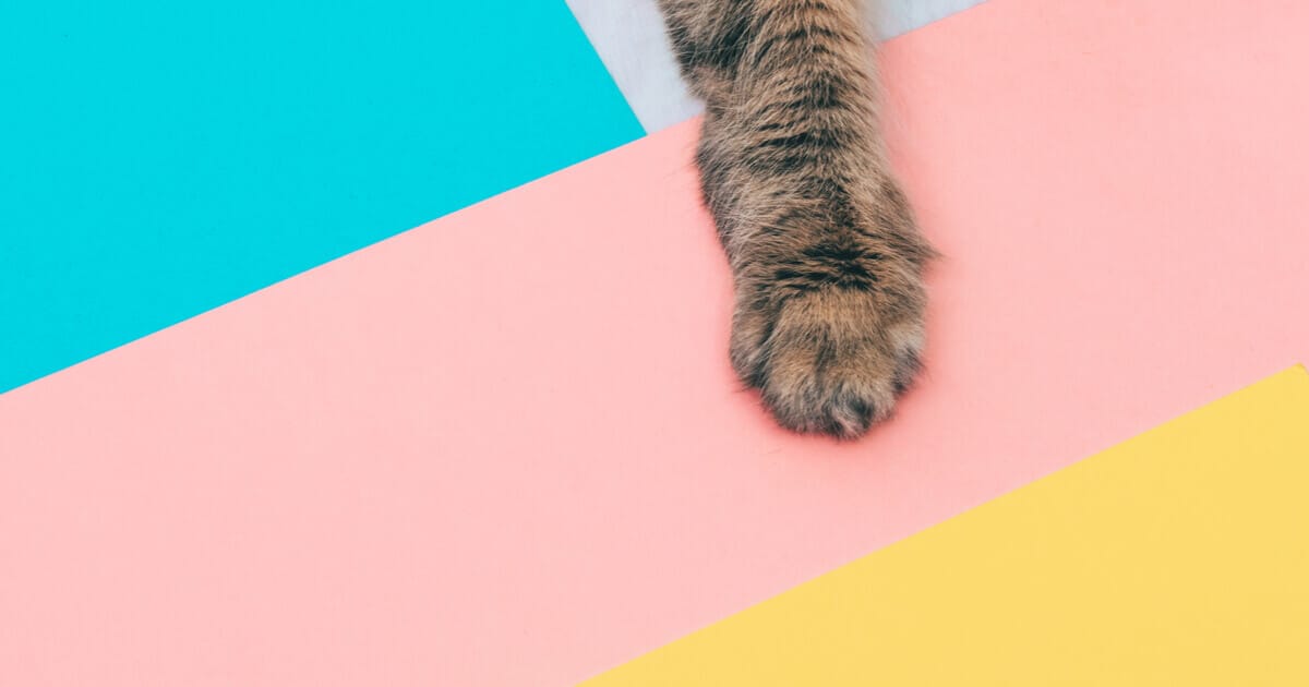 Können Katzen Farben Sehen Oder Sind Sie Farbenblind