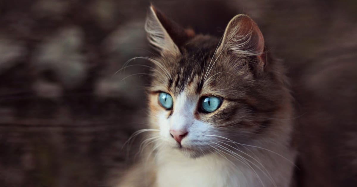 Katze Mit Blauen Augen Die Schönsten Rassen
