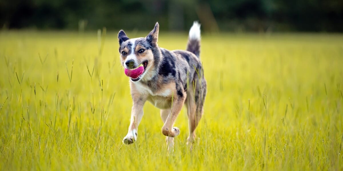 rigdom udredning postkontor Koolie Hund: Wesen, Temperament und Aussehen