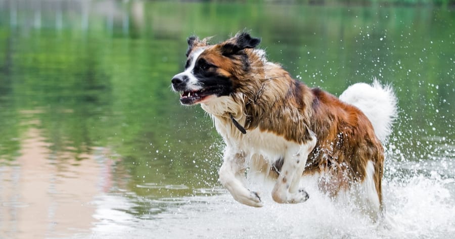 Moskauer Wachhund im Wasser