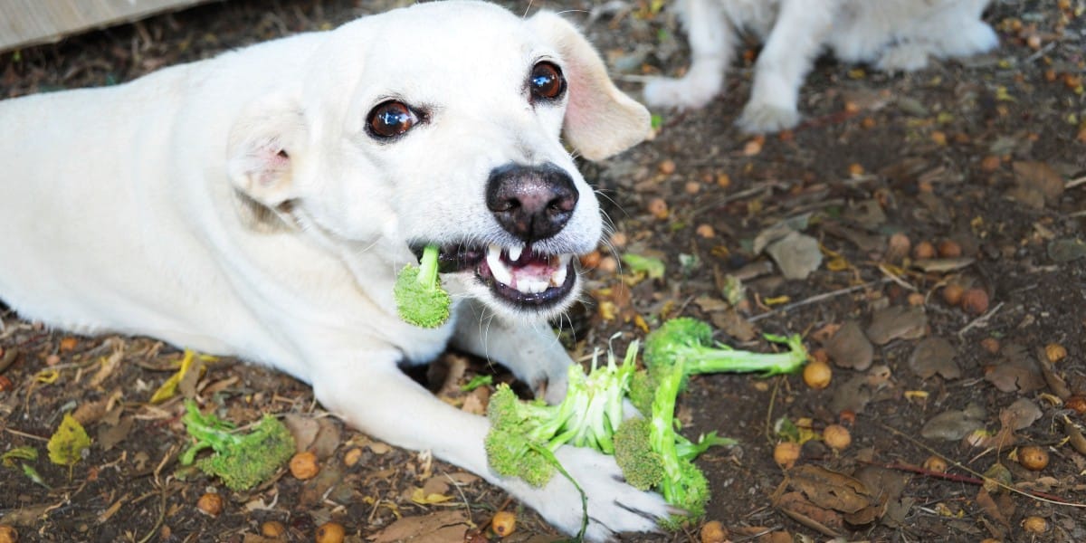 Weißer Hund frisst Brokkoli