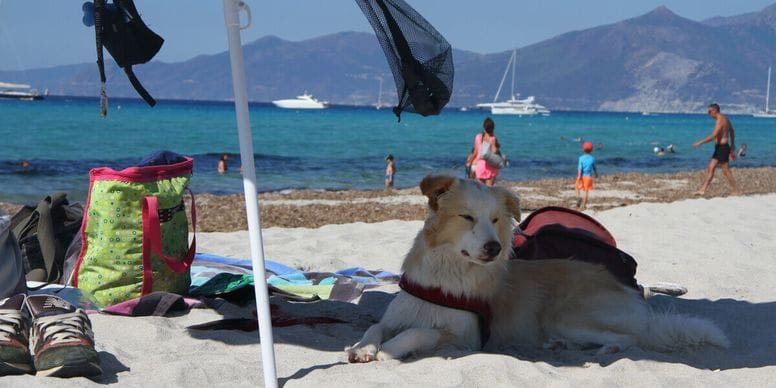 perro bajo una sombrilla en una playa de corcega