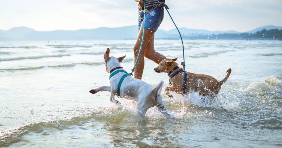 perros con correa a punto de meterse en el agua playas francia