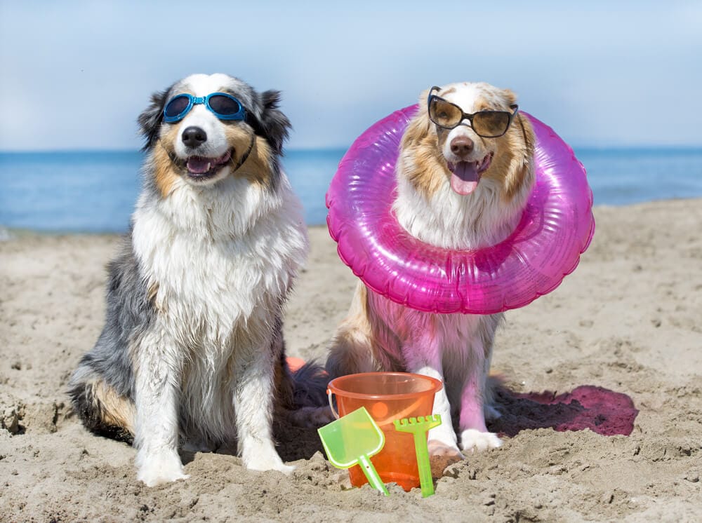 playas francia perros 
