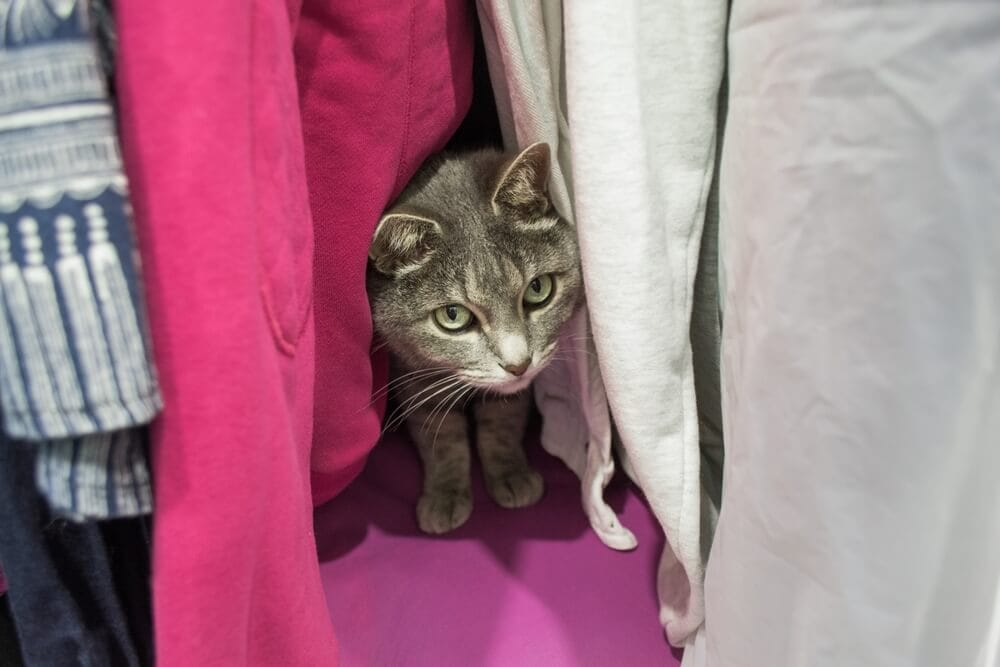 gatto in mezzo ai vestiti